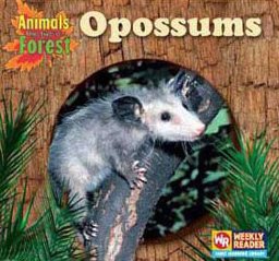 Opossums