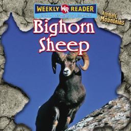 Bighorn Sheep