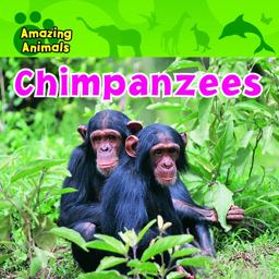 Chimpanzees