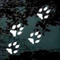 Wolf Tracks Wolf Tracks