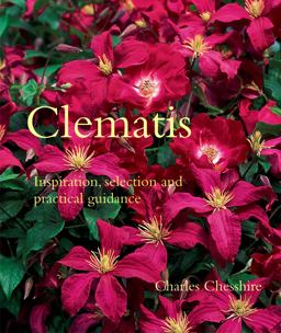 Clematis