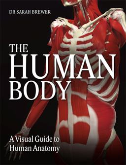 The Human Body The Human Body