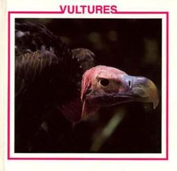 Vultures Vultures