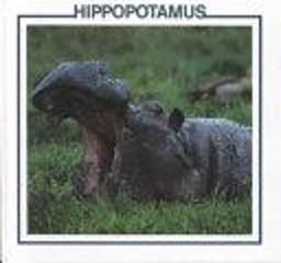 Hippopotamus Hippopotamus