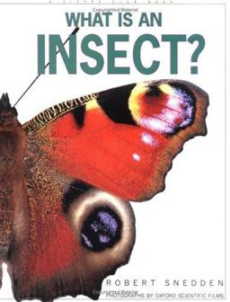 What Is an Insect?
