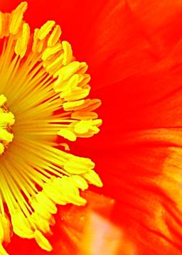 Inside-Out Inside-Out