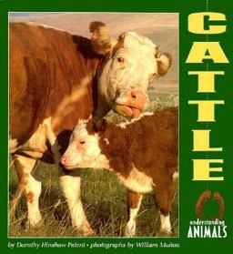 Cattle