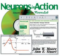 Neuron in Action