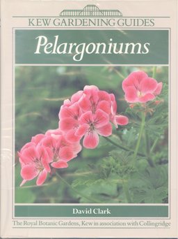 Pelargoniums