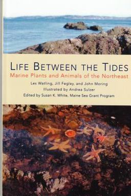 Life Between the Tides Marine Plants and Animals of the Northeast  9780884482536 Front Cover