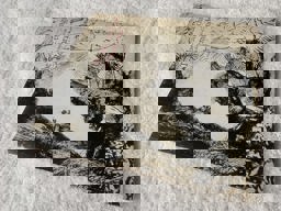 The Late Etchings of Rembrandt