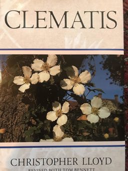 Clematis