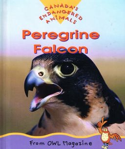 Peregrine Falcon