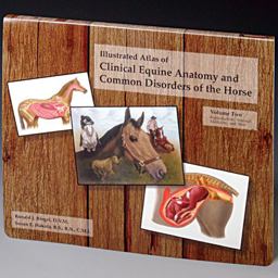 Illustrated Atlas of Clinical Equine Anatomy and Common Disorders of the Horse  9780965446105 Front Cover
