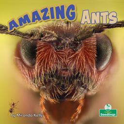 Amazing Ants Amazing Ants