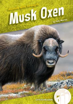 Musk Oxen