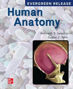 Loose Leaf for Saladin Human Anatomy: 2024 Release 99th 9781265389161 Front Cover