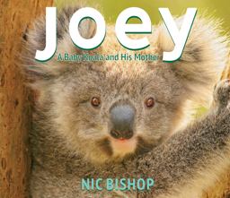 Joey: a Baby Koala and His Mother