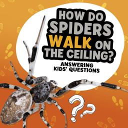 How Do Spiders Walk on the Ceiling?