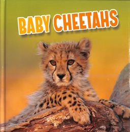 Baby Cheetahs