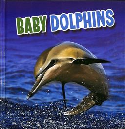 Baby Dolphins