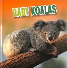 Baby Koalas