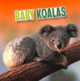 Baby Koalas