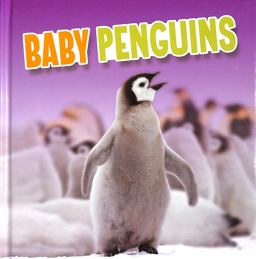 Baby Penguins