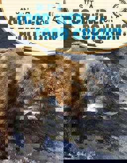 Is It a Food Web or a Food Chain?