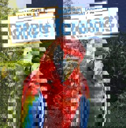 Day and Night in the Rainforest