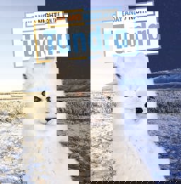 Day and Night on the Tundra