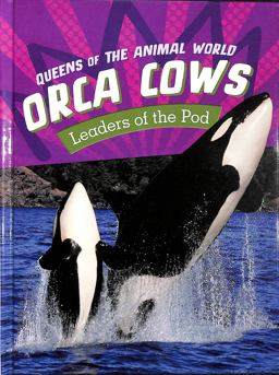 Orca Cows
