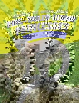 Ring-Tailed Lemur Princesses