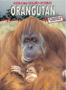 Orangutan