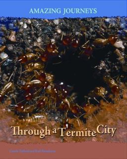 Through a Termite City