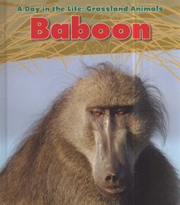 Baboon