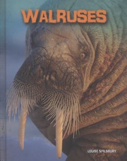 Walruses