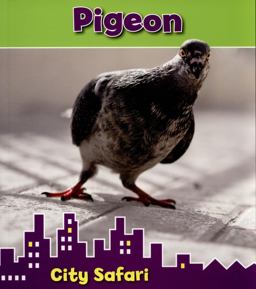 Pigeon