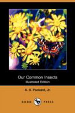 Our Common Insects