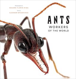 Ants Workers of the World  9781419748493 Front Cover