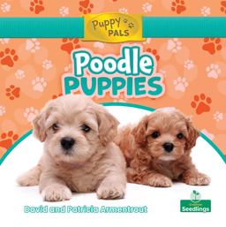 Poodle Puppies