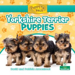 Yorkshire Terrier Puppies