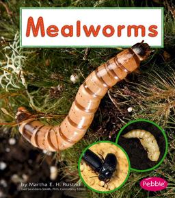 Mealworms