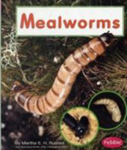 Mealworms