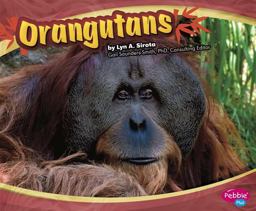 Orangutans