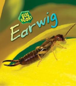 Earwig Earwig
