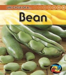 Broad Bean