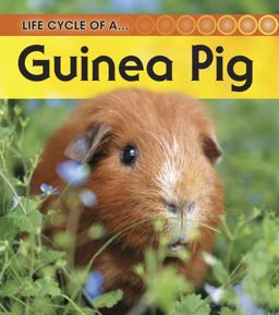 Guinea Pig