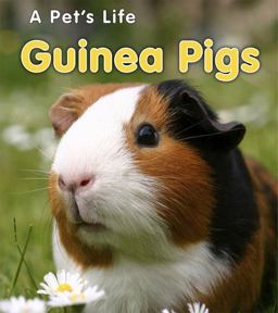 Guinea Pigs