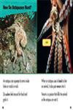 A Day in the Life: Sea Animals